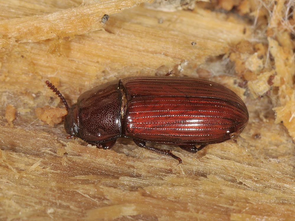 Uloma culinaris (Tenebrionidae)